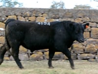 Lote 51