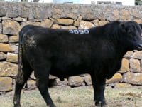 Lote 52