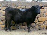 Lote 53