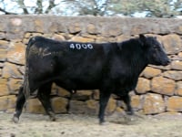 Lote 54