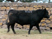 Lote 55
