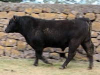 Lote 56