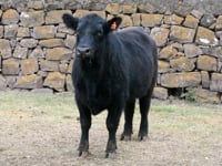 Lote 57