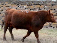 Lote 59
