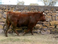 Lote 60