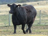 Lote 66