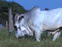 Lote 32