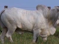 Lote 104