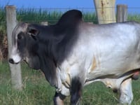 Lote 116