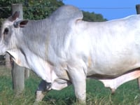 Lote 148
