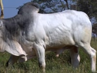 Lote 168