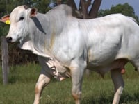 Lote 176