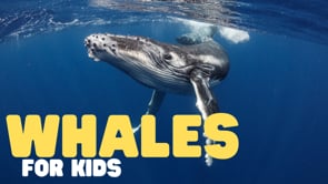 Whales for Kids
