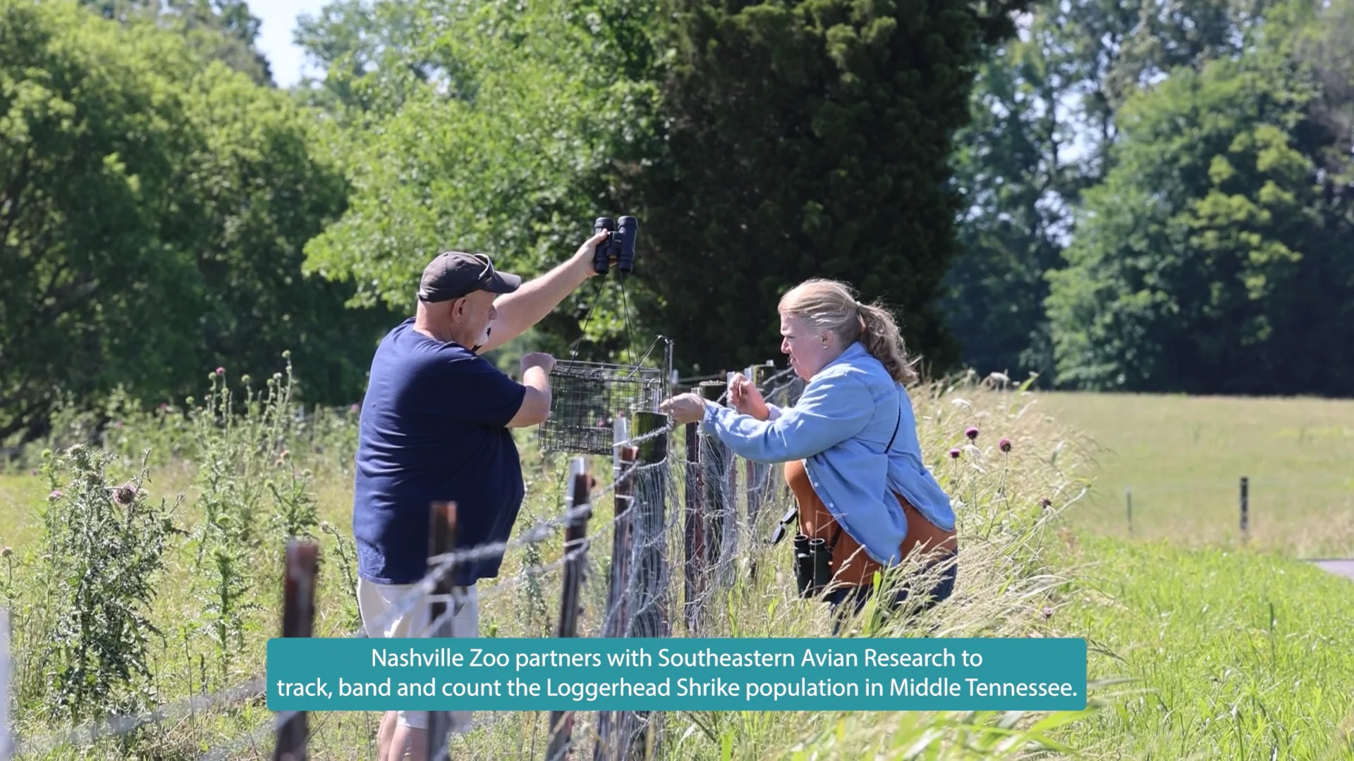 Loggerhead Shrike Conservation