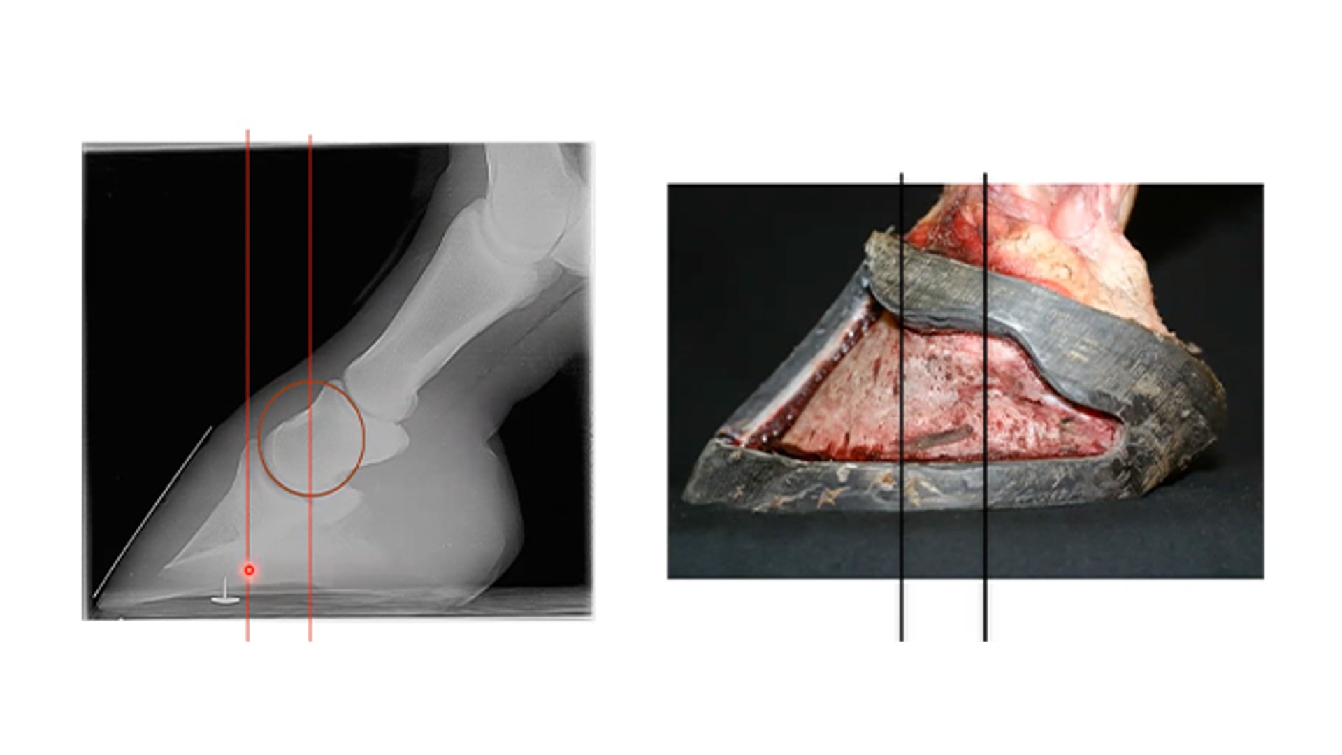 The Correct Anatomical Fitting of The Heart Bar Shoe – Paul Conroy BSc (Hons)