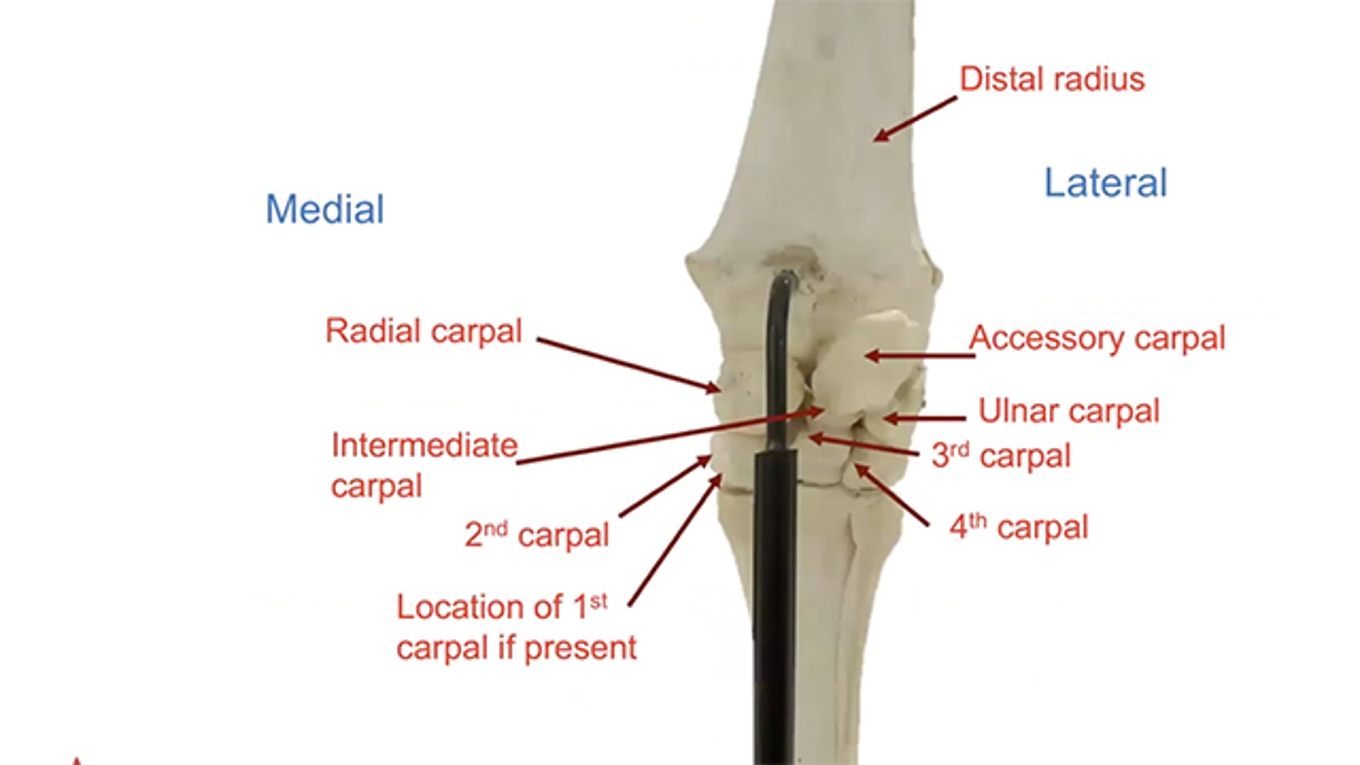 Basic Anatomy - Bones of The Knee - Neil Madden FWCF - HoofFlix TV