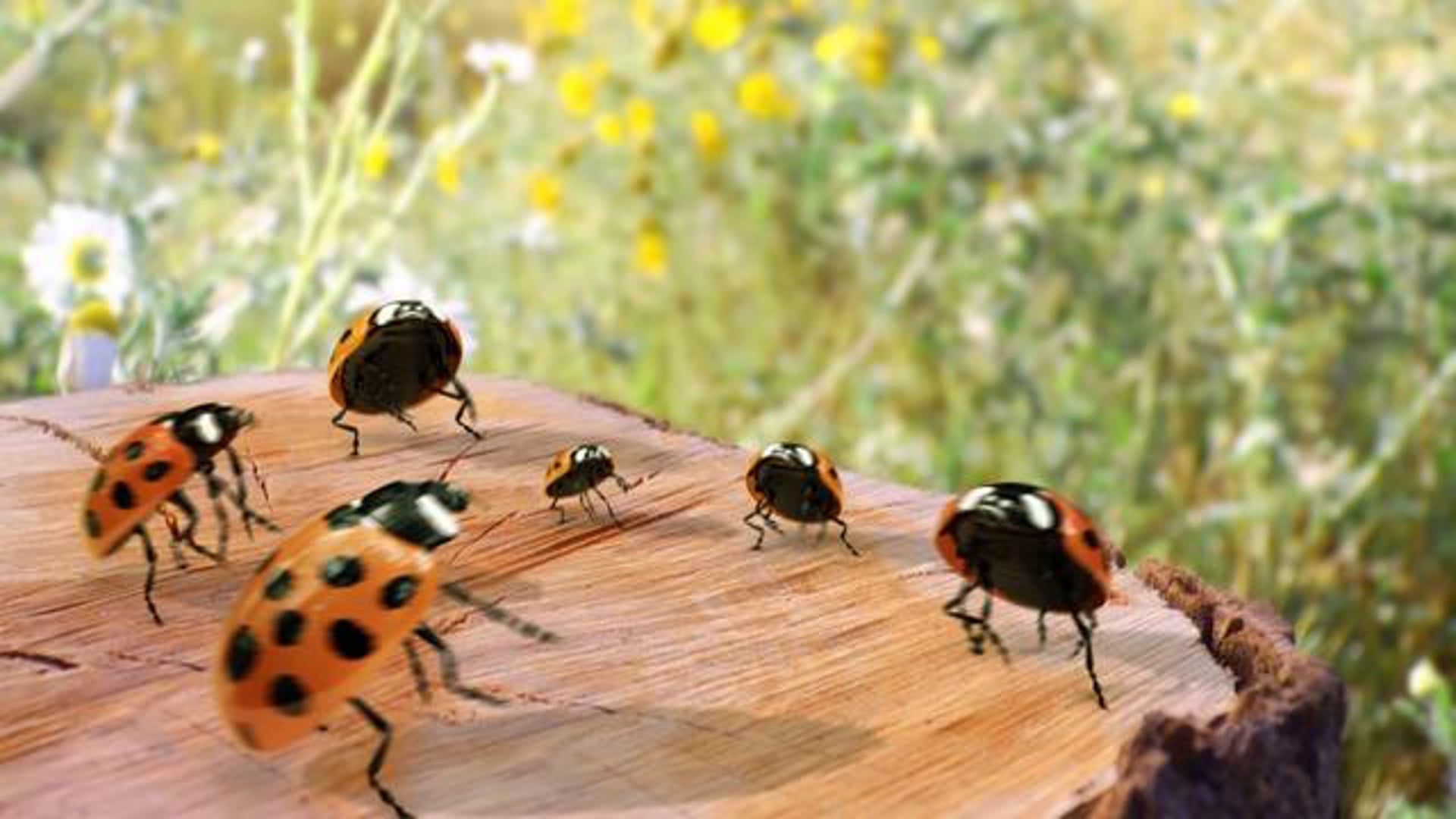 Amdocs APS Support Community