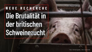 Recherche: Schockierende Zustände in englischem Schweinezucht-Betrieb dokumentiert