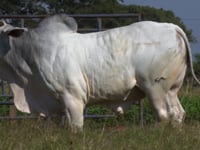 Lote 204