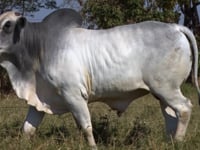 Lote 208