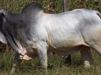 Lote 220