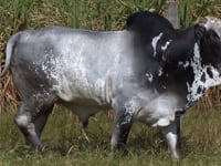 Lote 236