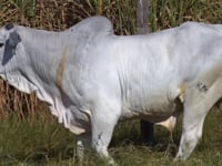 Lote 240