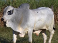 Lote 252