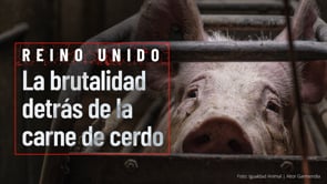 Investigación intensiva en el Reino Unido expone crueldad reincidente en Cross Farm