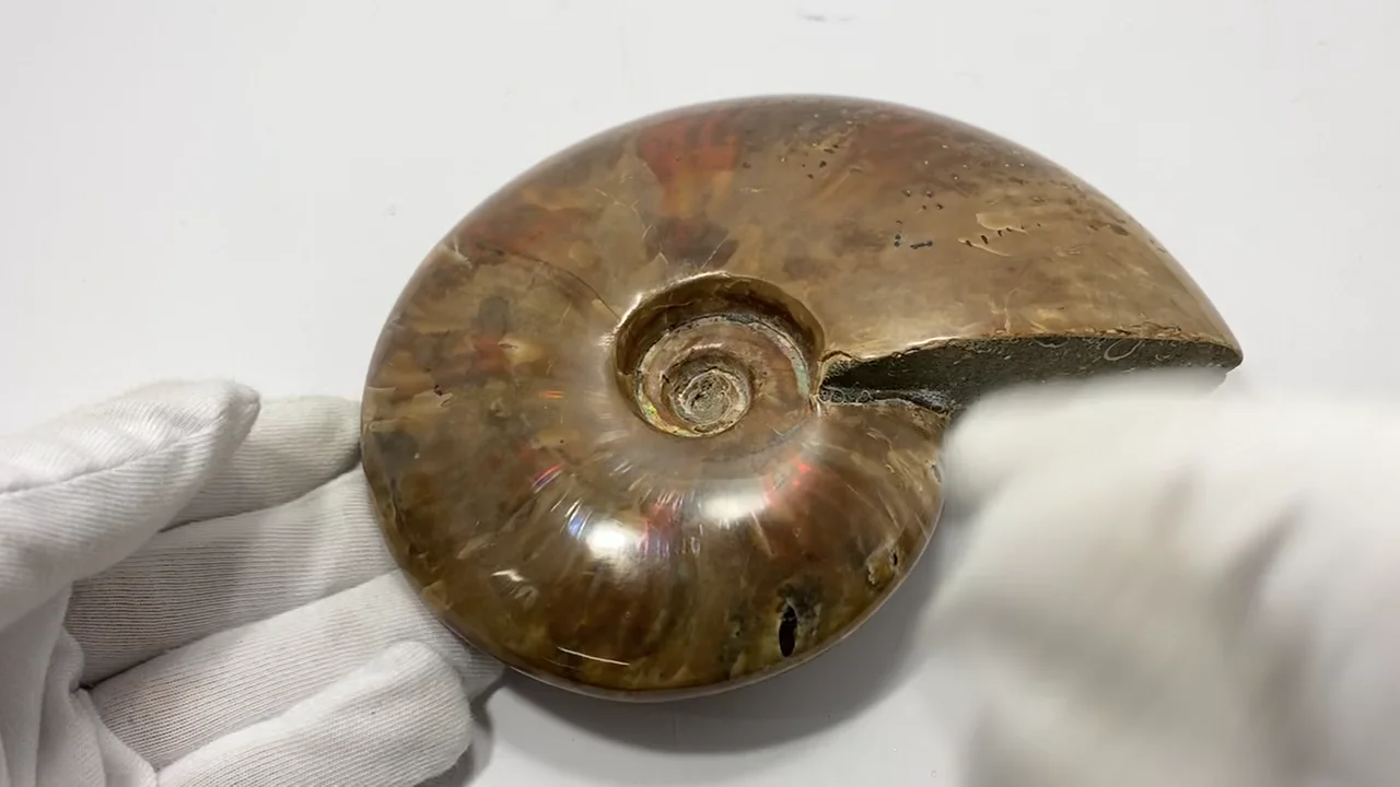 動画】【1点もの】アンモナイトの化石 1個 NO.6 - 天然石ビーズ