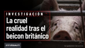 Lechones estampados contra el muro en granja británica con sello de bienestar animal que provee a Tesco