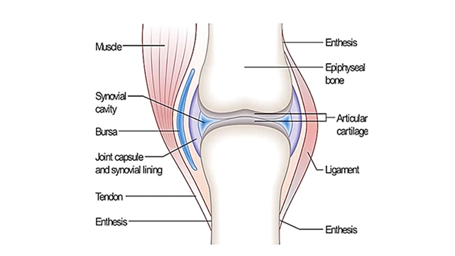 Degenerative Joint Disease – Part 1 of 2 – Neil Madden FWCF