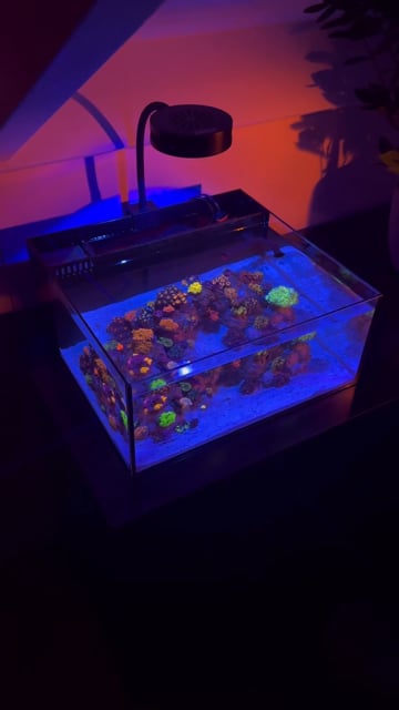 Pico Reef Tank Complete Kit