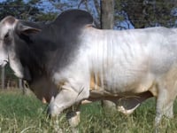 Lote 256