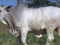 Lote 260