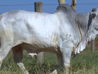 Lote 268