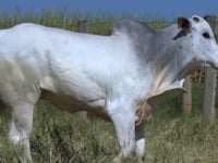 Lote 272