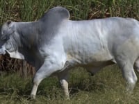 Lote 276