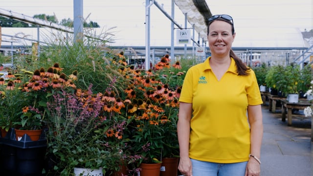 Drought-Tolerant Perennials for Sun & Shade