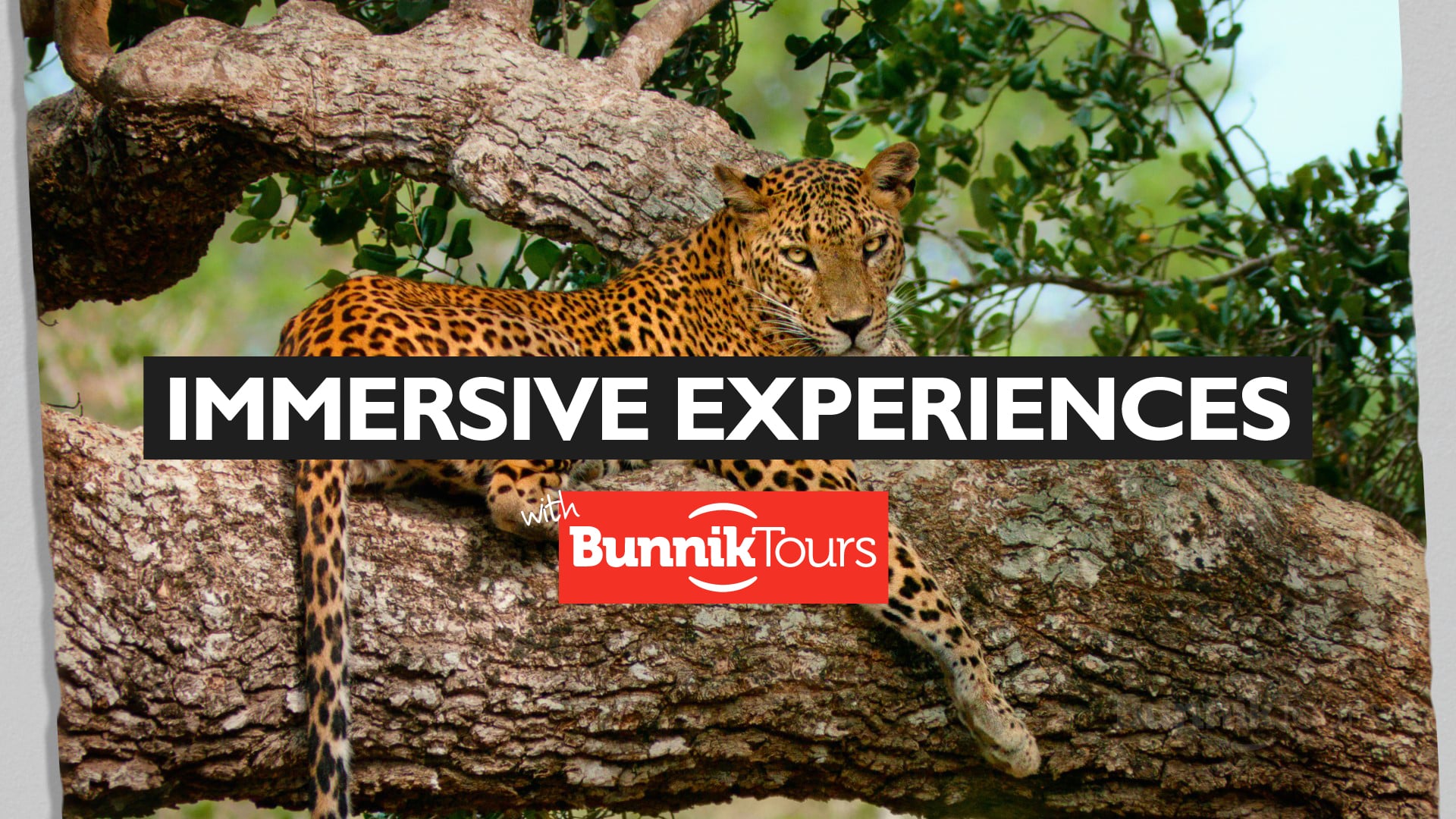 Immersive Experiences with Bunnik Tours