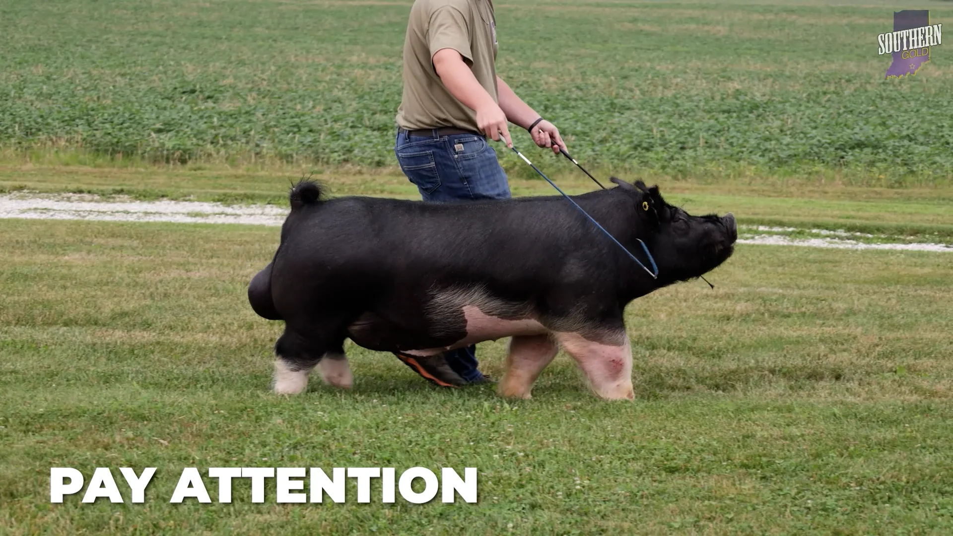 Pay Attention – Southern Gold Sires