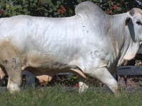 Lote 27