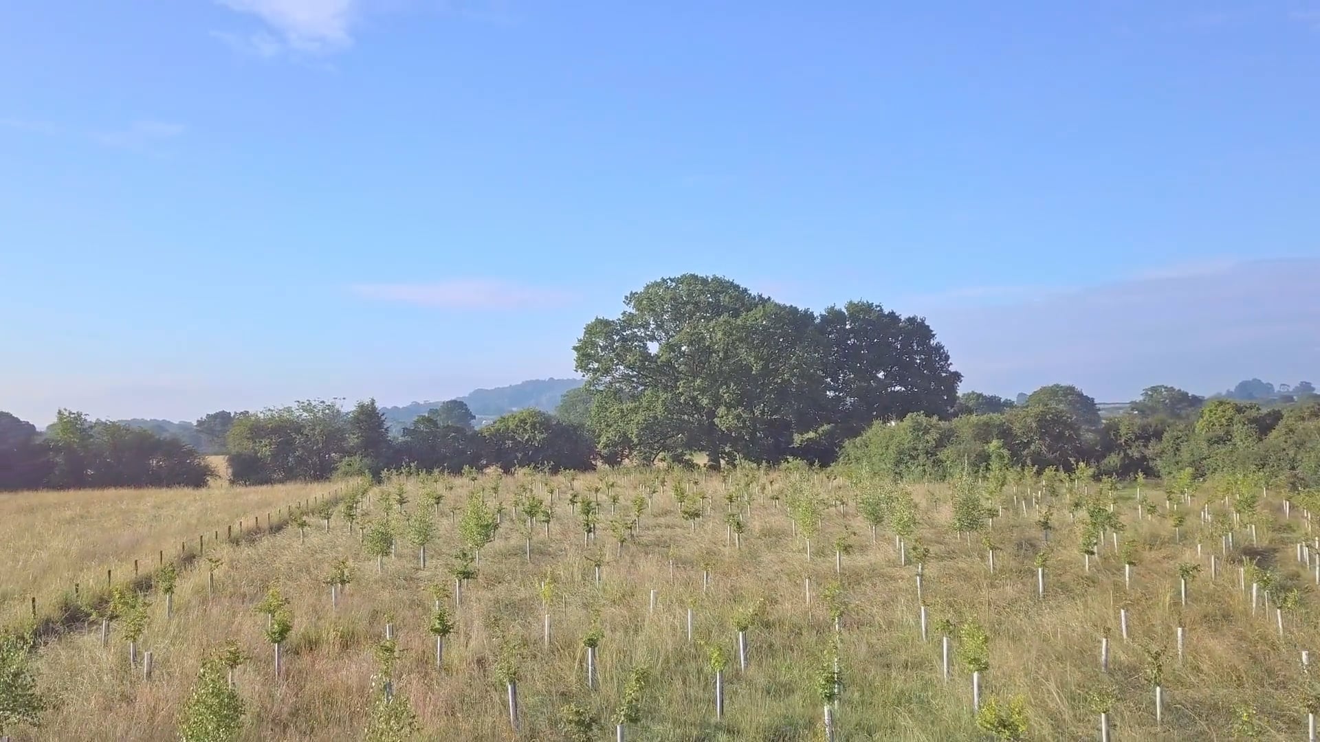 Ninebarrow Woodland Update - July 2024