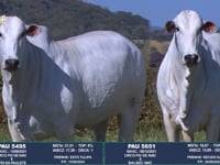 Lote 41