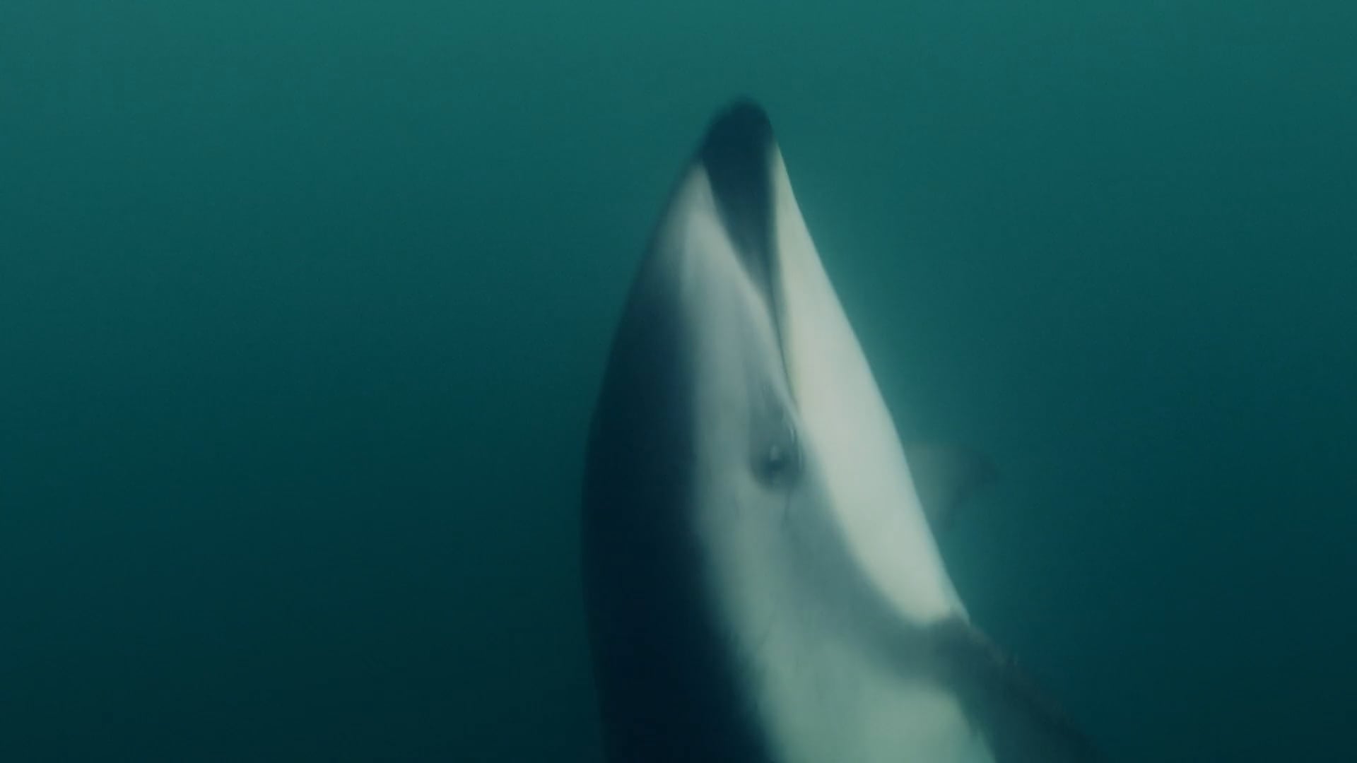 YOE - Video: Learn to Draw - Dusky Dolphin