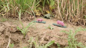 image du film 'La nature reprend ses droits'