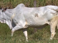 Lote 32D