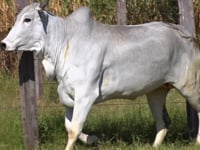 Lote 35D
