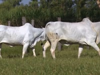 Lote 36D