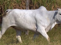 Lote 40D